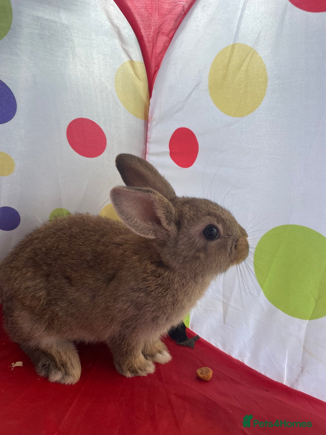 French Lop rabbits for sale: French lop mixed baby rabbits ready to go - Image 15