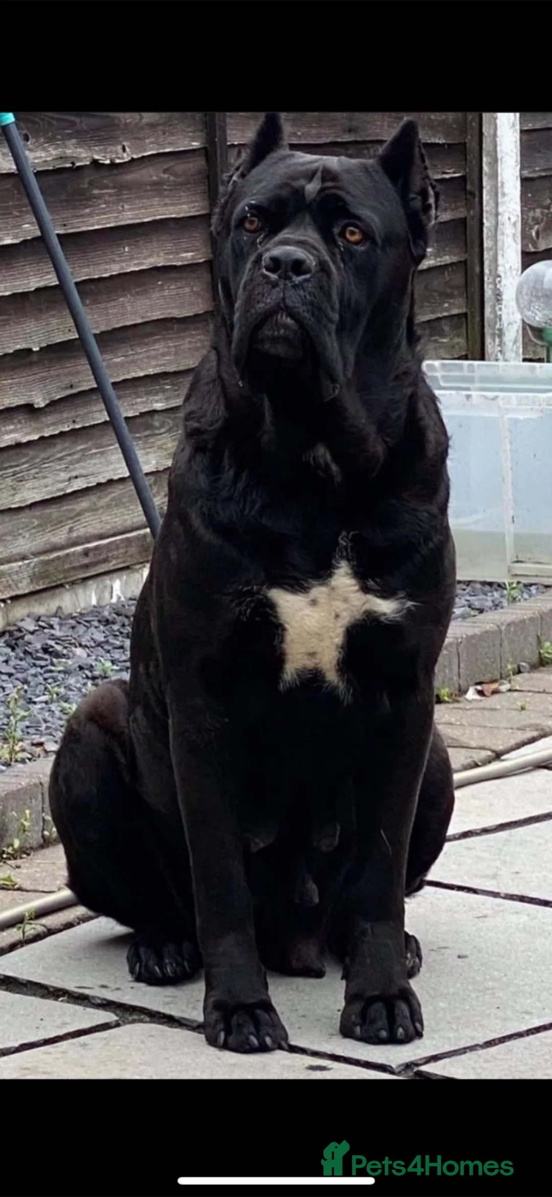 Cane Corso dogs for sale: Cane corso  in Shipley - Advert 2