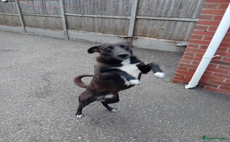 Mixed Breed dogs - Advert 1