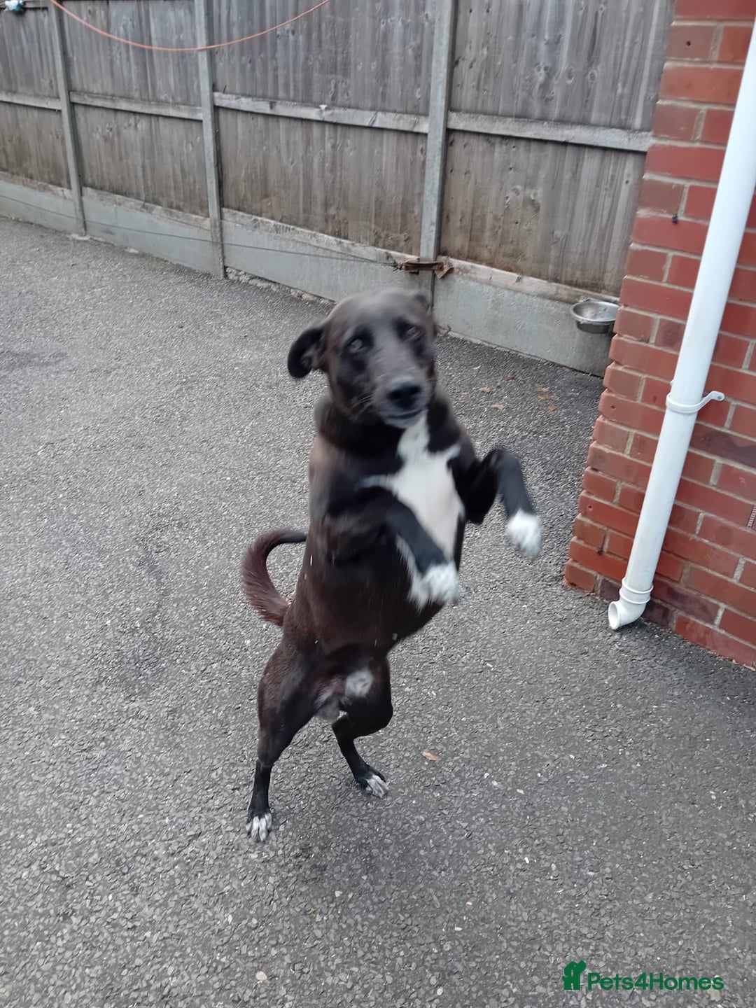 Mixed Breed dogs for sale: Greyhound/collie - Image 1