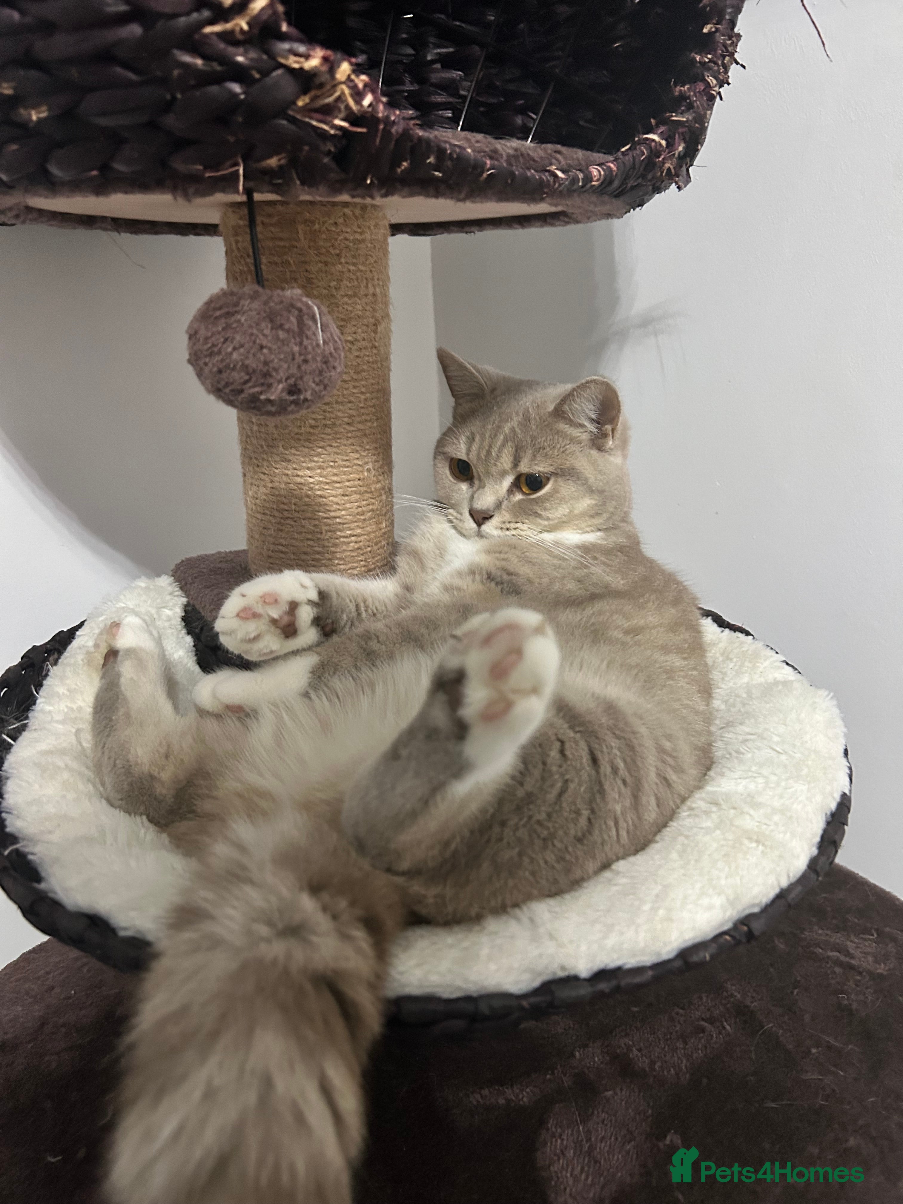 British Shorthair cats ❤️British Shorthair Cat for Sale❤️ - Advert 1