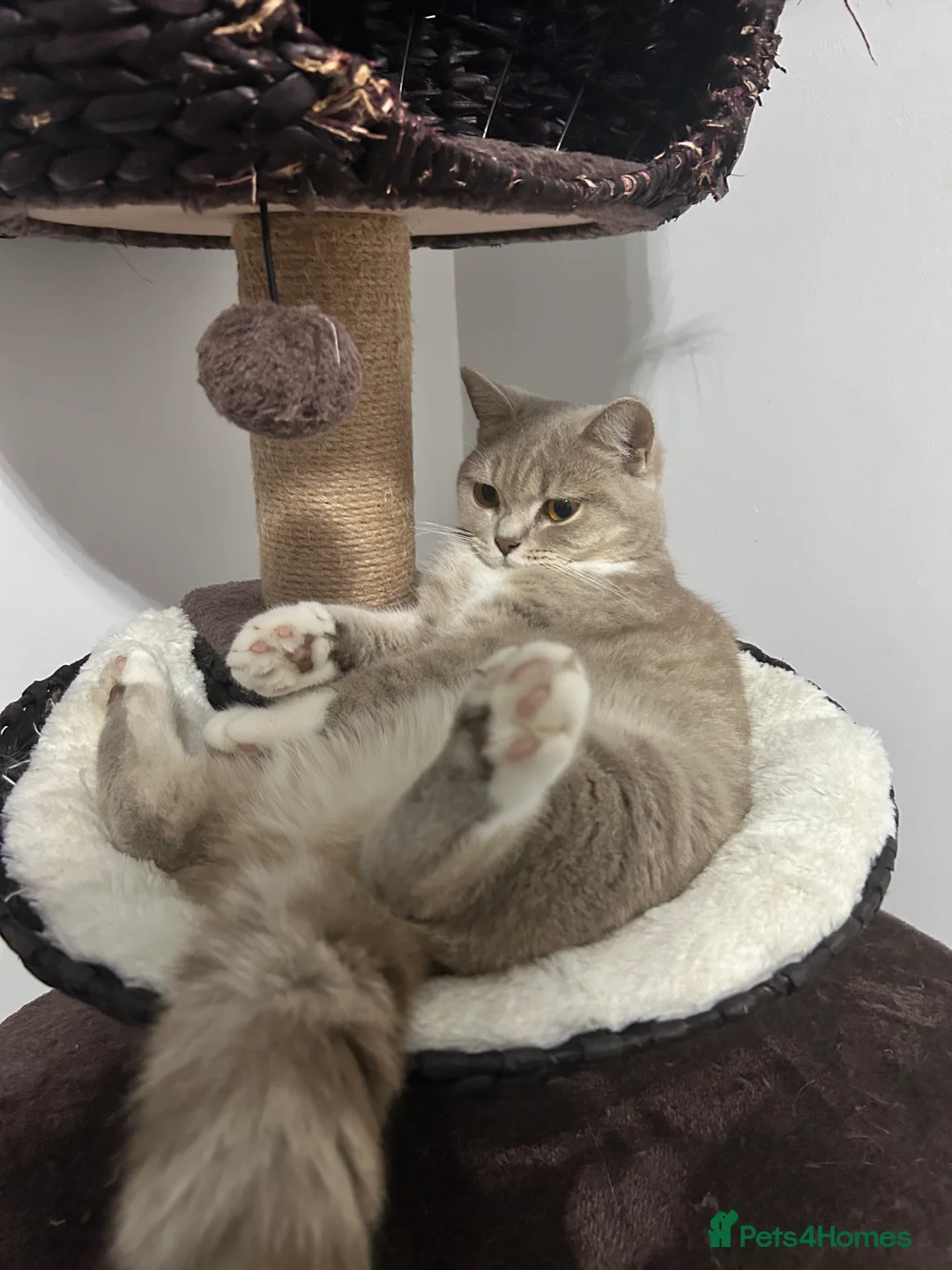 British Shorthair cats for sale: ❤️British Shorthair Cat for Sale❤️ - Advert 1