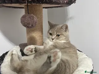 British Shorthair cats ❤️British Shorthair Cat for Sale❤️ - Advert 2