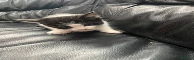 Mixed Breed 3