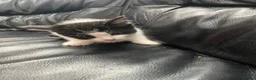Mixed Breed cats for sale: Kittens  - Advert 9
