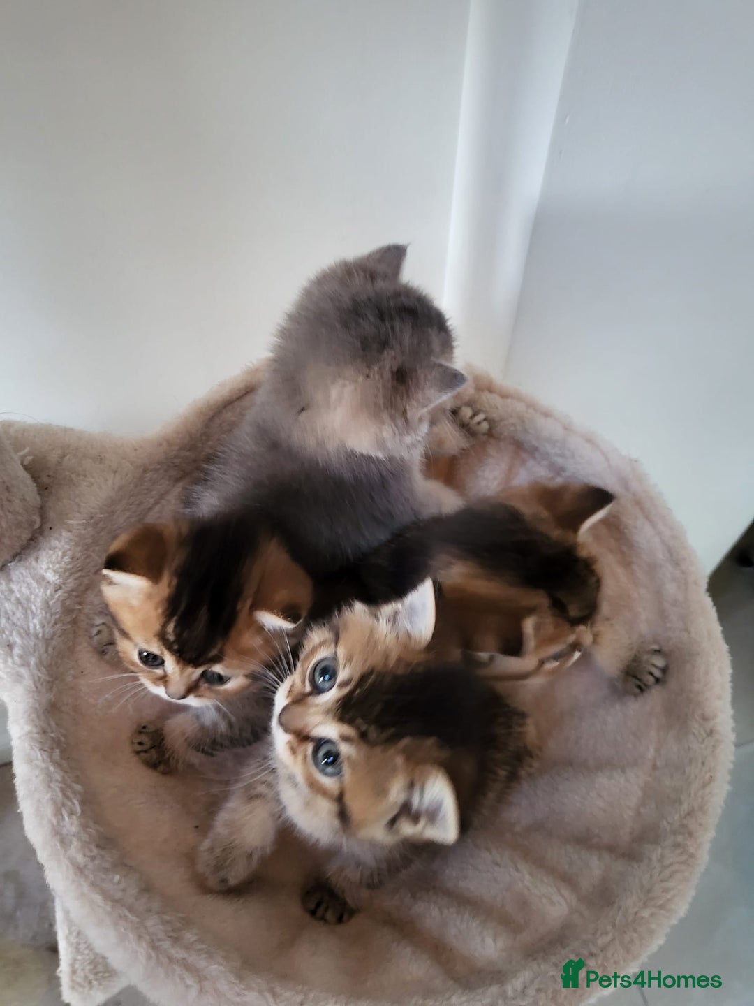 British Shorthair cats for sale:  **  **  **  ** BRITISH SHORTLY **  **  **  **   - Advert 32