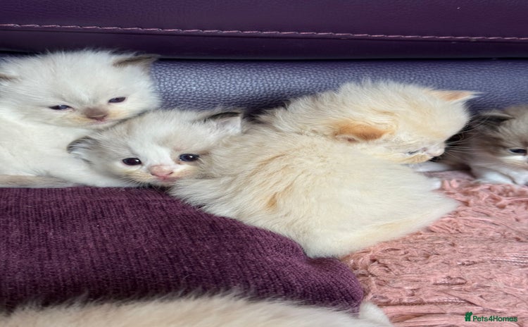 Ragdoll cats - Advert 4