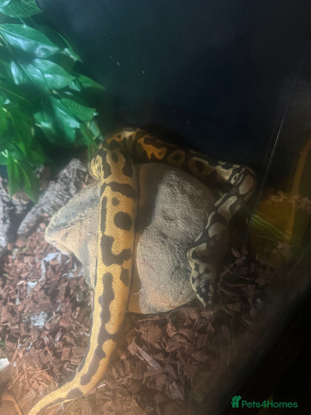 Python Snake reptiles for sale: Beautiful male inferno morph ball python  - Advert 2