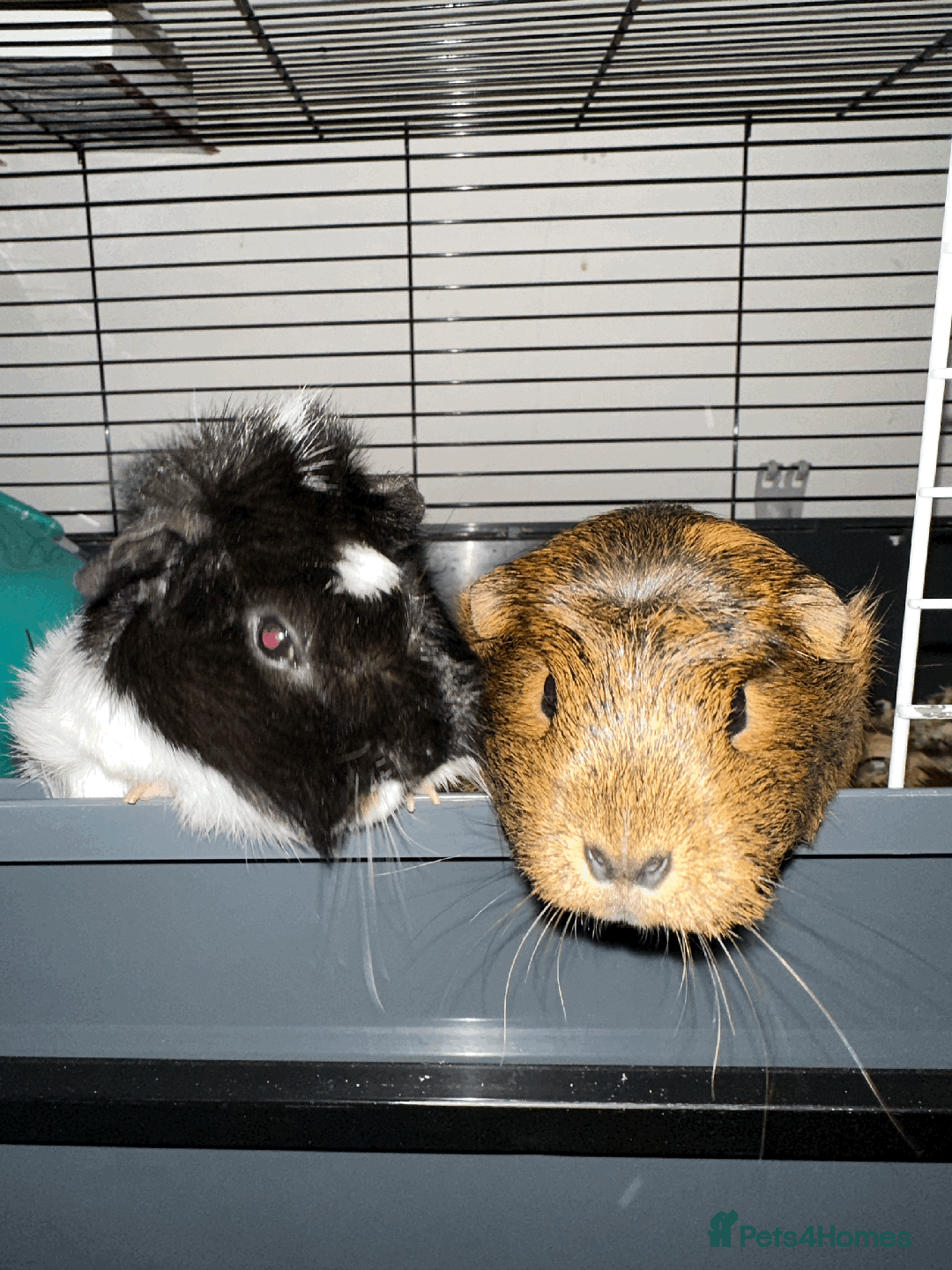 Guinea Pig rodents for sale: Female guinea pig pair (must stay together) - Advert 7