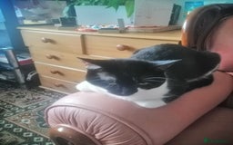 British Shorthair cats for sale: White and black female and male cats - Image 24