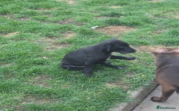 Mixed Breed dogs for sale:  Whippet × Patterdale Dog Pups - Image 24