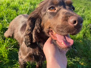 Cocker Spaniel dogs Holly - Chocolate Cocker - Advert 1