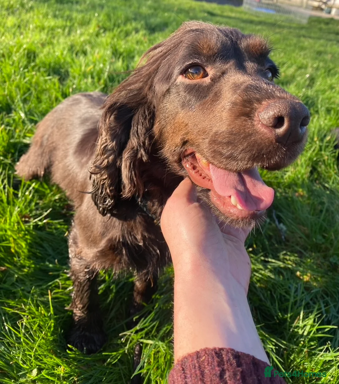 Cocker Spaniel dogs for sale: Holly - Chocolate Cocker - Advert 1