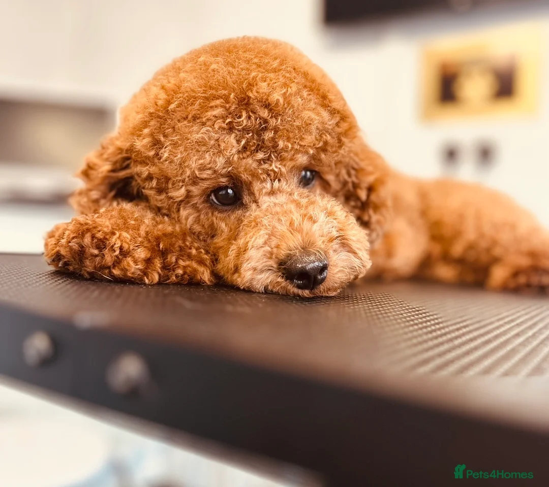 Toy Poodle dogs for stud: Leo Toy Poodle fox red Stud in Telford - Advert 14