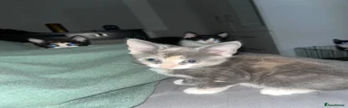 Russian Blue/Ginger