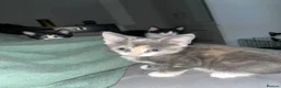 Russian Blue cats for sale: Gorgeous kittens for sale in London - Advert 13