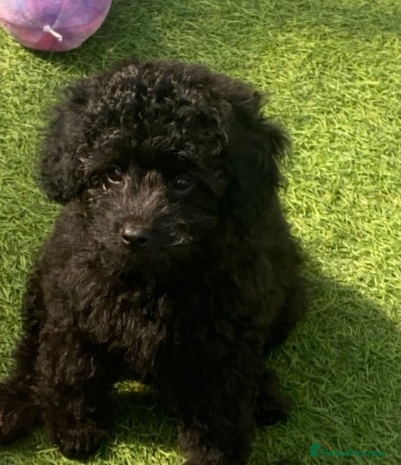 Cavapoo dogs 1 stunning girl F1b Cavapoo DNA Tested lines  - Advert 6