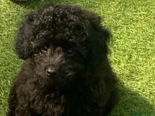 Cavapoo dogs 1 stunning girl F1b Cavapoo DNA Tested lines - Advert 6