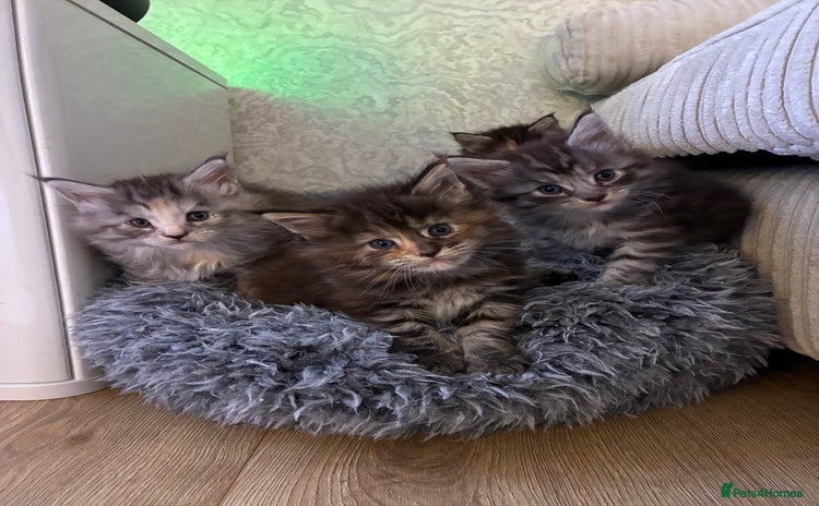 Maine Coon cats Maine Coon Kittens - Advert 1