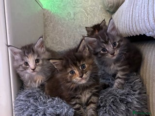 Maine Coon cats Maine Coon Kittens - Advert 4