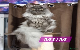 Maine Coon cats for sale: Big beautiful black silver tabby pedigree  kittens - Image 10