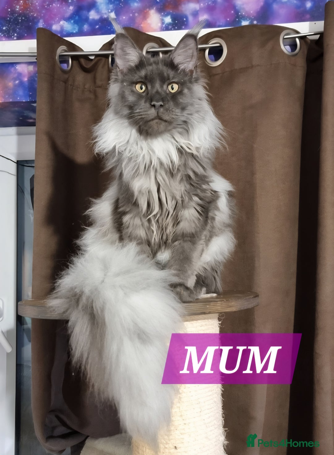 Maine Coon cats for sale: Big beautiful black silver tabby pedigree  kittens - Image 10