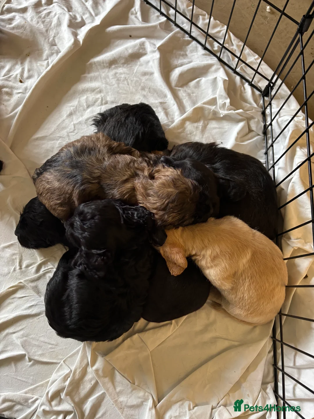 Jackapoo dogs for sale: Jackapoo puppy 1 boy & 2 girls  in Northampton - Advert 2