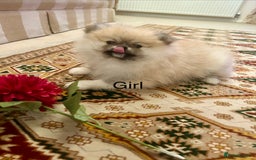 Pomeranian dogs for sale: Stunning litter merl Pomeranian - Image 2