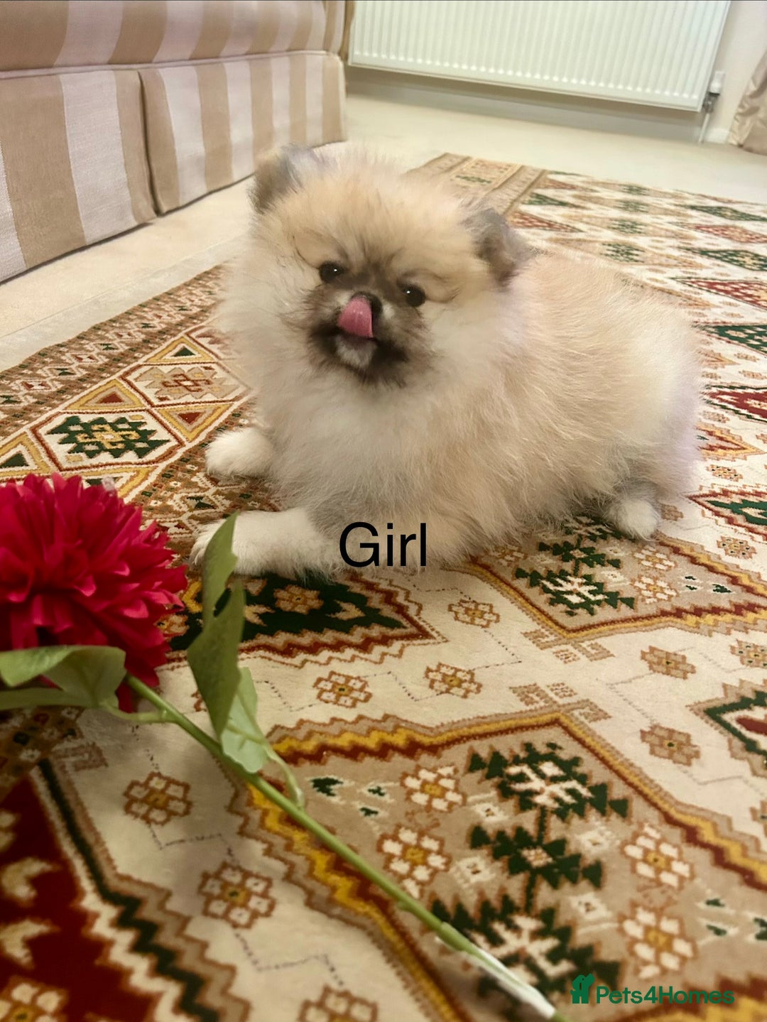 Pomeranian dogs for sale: Stunning litter merl Pomeranian - Image 2