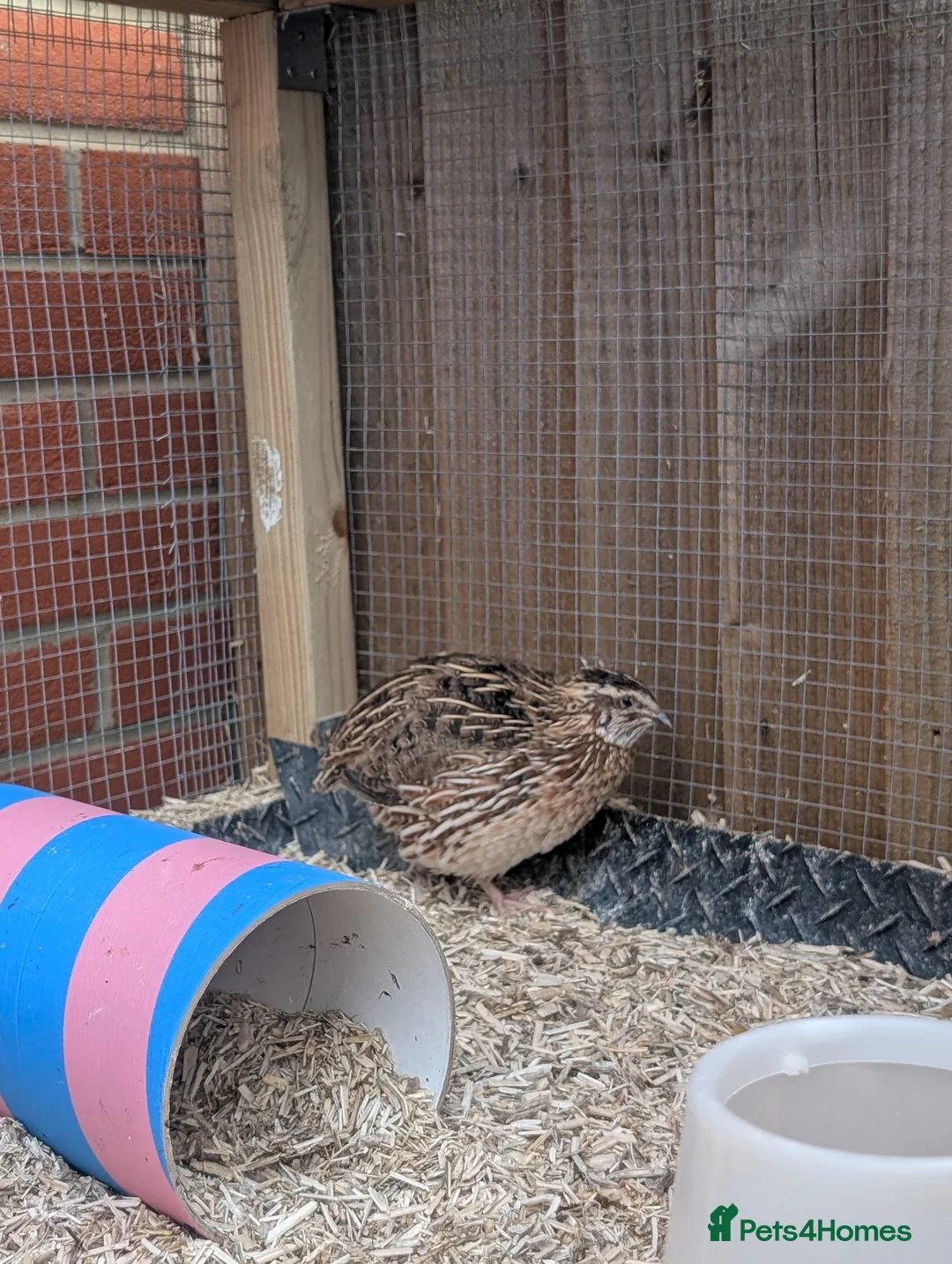 Quail poultry for sale: Male Coturnix Quail in Oakham - Advert 3