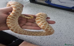 Snake reptiles for sale: Western Hognose Snakes Adults&Hatchlings - Image 21