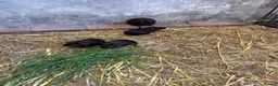 Mixed Breed rodents for sale: Black guinea pigs for sale in Bridgwater - Advert 4