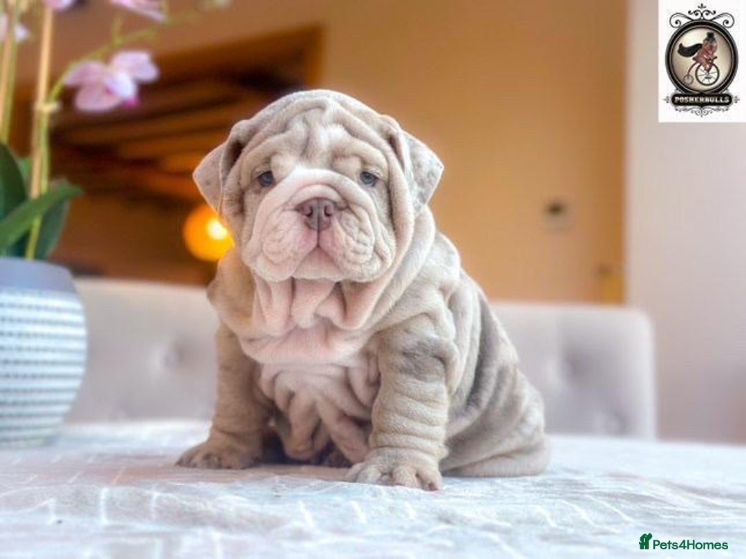 English Bulldog dogs for sale: 🔥 REPEAT BREEDING CONFIRMED 🔥  - Advert 3