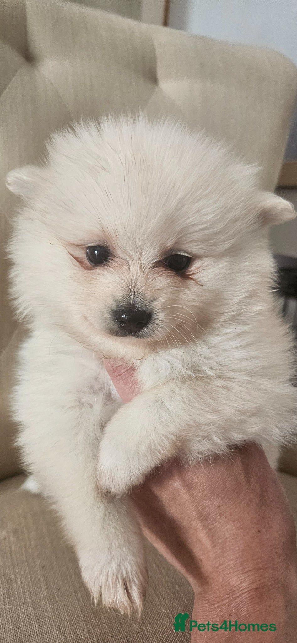 Pomeranian dogs Beautiful white Pommerian puppies - Advert 18