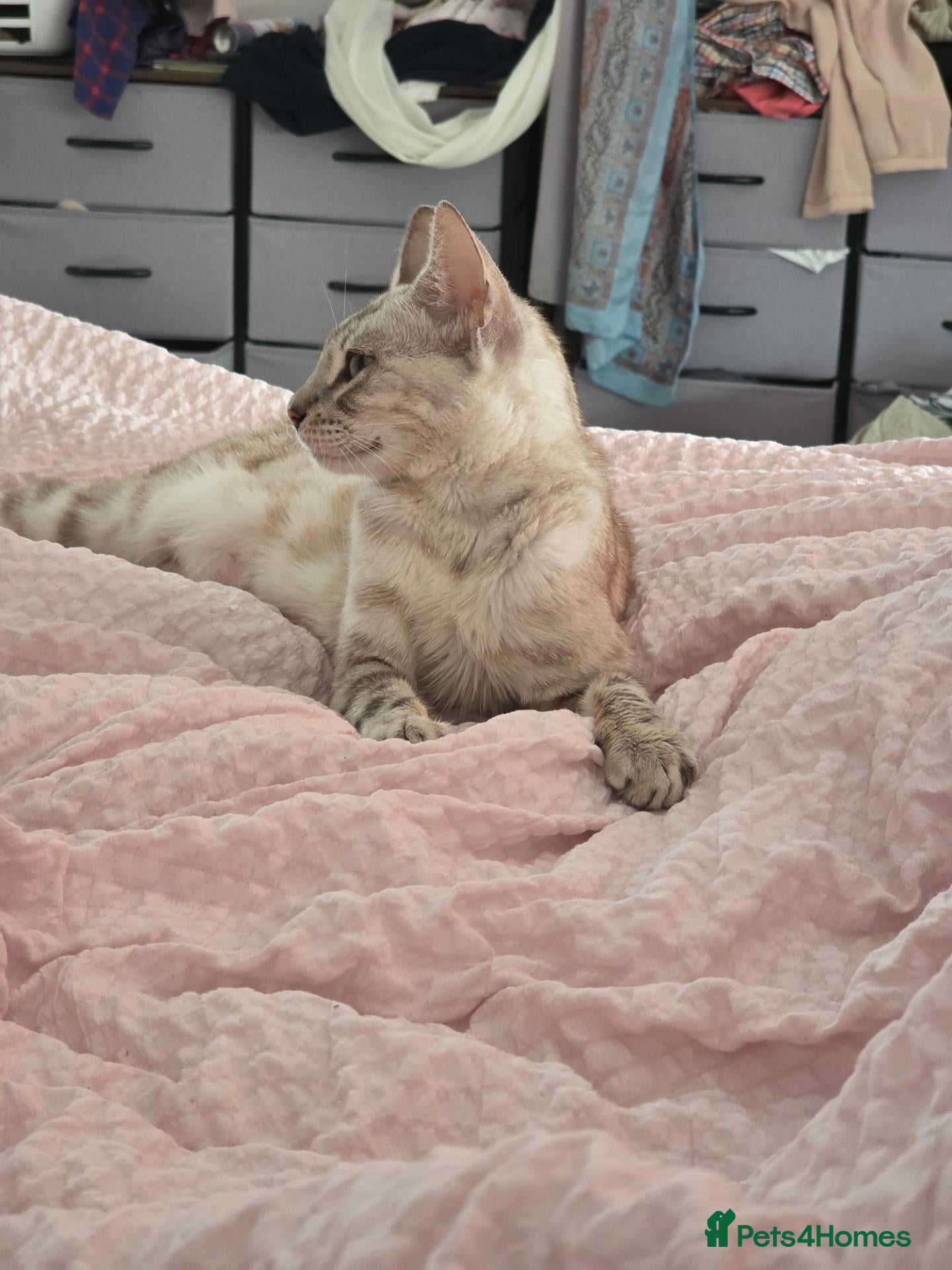 Bengal cats Beautiful Bengal Kittens – Loving Homes Only  - Advert 2