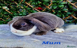 Mini Lop rabbits for sale: Baby miniture plush lops  - Image 3