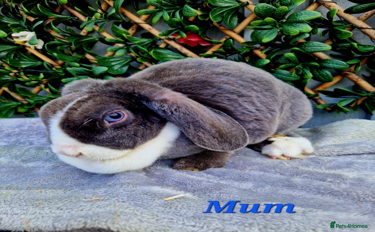 Mini Lop rabbits - Advert 7