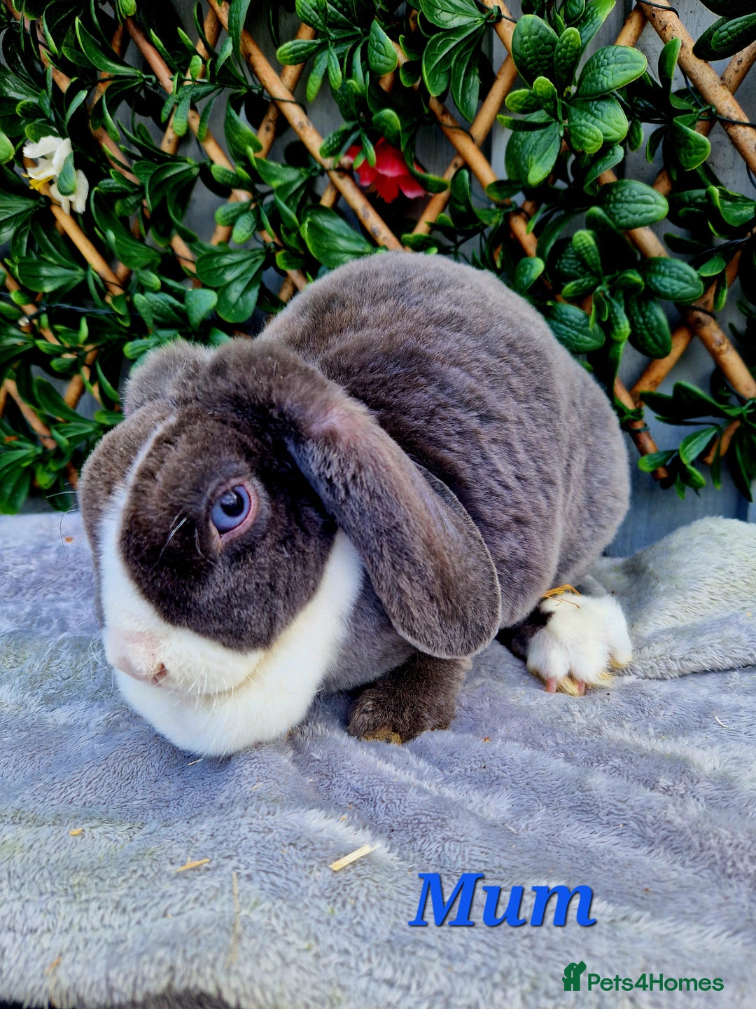 Mini Lop rabbits for sale: Baby miniture plush lops  - Image 3