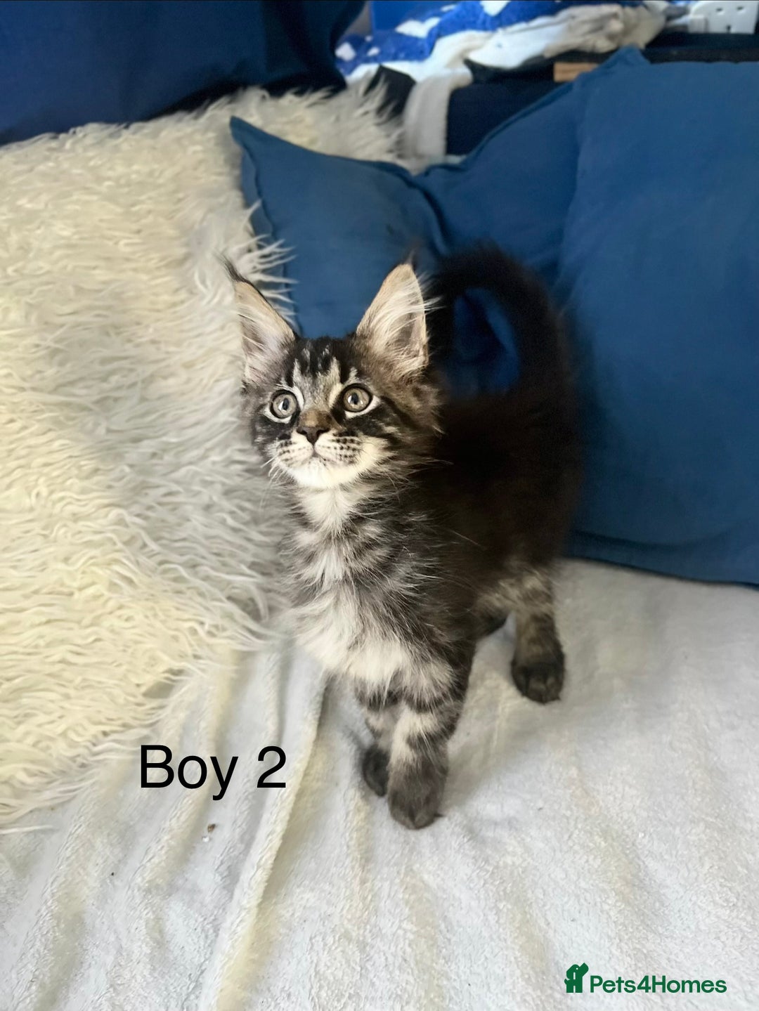 Maine Coon cats for sale: XXL  Ready Now TICA pure bread Maine Coon Kittens  - Image 26