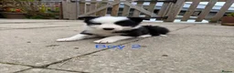 Border Collie dogs for sale: Border Collie Puppies for sale  - Advert 5