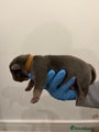 American Bully Puppy 3
