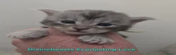Maine Coon cats for sale: STUNNING RARE Maine Coons Shaded Shell Silver - Advert 5