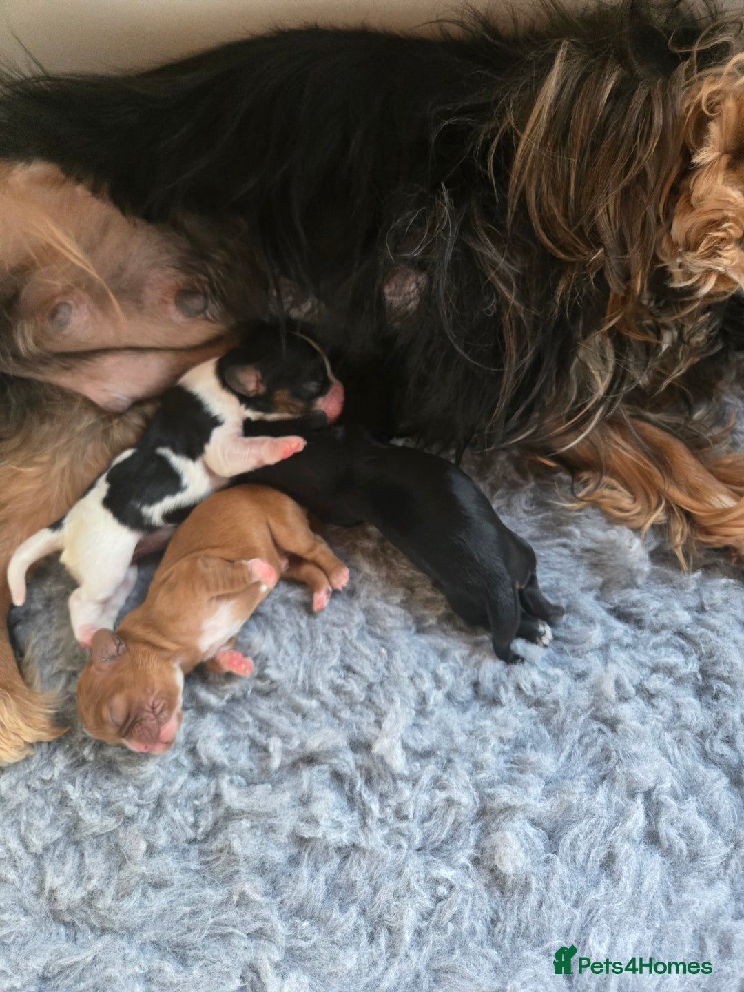 Cavalier King Charles Spaniel dogs for sale: KC Reg Black & Tan Cavalier Girl Puppies  - Image 13
