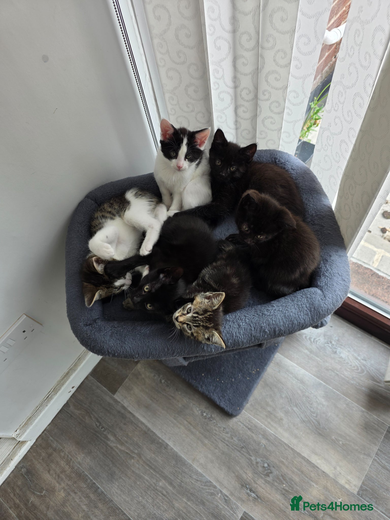 Mixed Breed cats 7 kittens, half Maine Coon - Advert 18