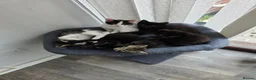 Mixed Breed cats for sale: 7 kittens, half Maine Coon - Advert 1