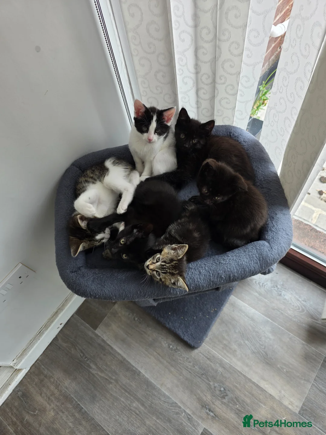 Mixed Breed cats for sale: 7 kittens, half Maine Coon - Advert 1
