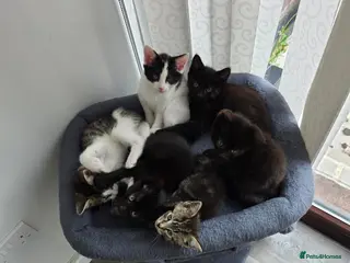 Mixed Breed cats 7 kittens, half Maine Coon - Advert 18