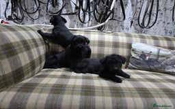 Labradoodle dogs for sale: Labradoodle puppies - Advert 7