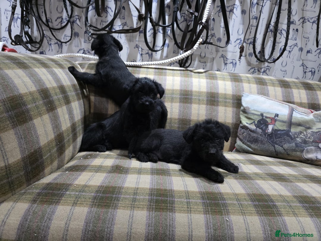 Labradoodle dogs for sale: Labradoodle puppies - Advert 7