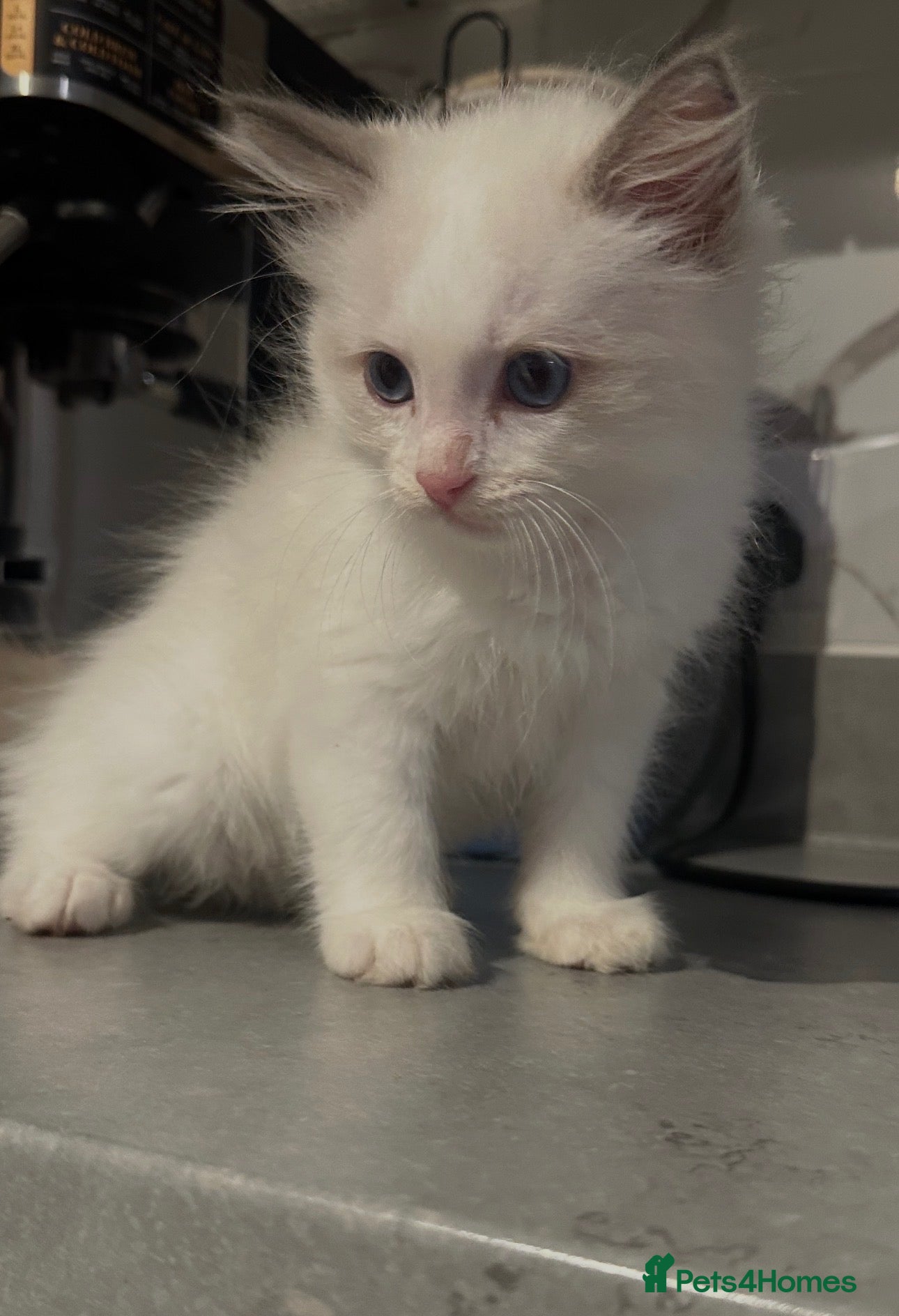 Ragdoll cats RAGDOLL KITTENS TICA REGISTER   - Advert 1